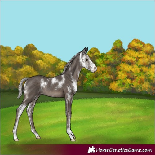 Horse Color:Silver Black Sabino Rabicano 