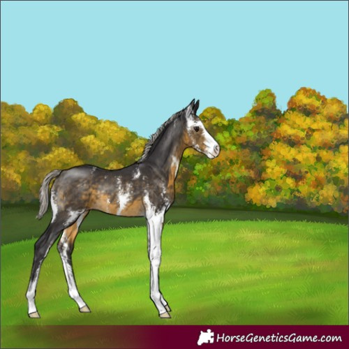 Horse Color:Silver Buckskin Sabino Rabicano 