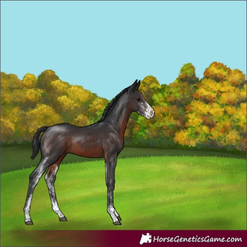 Horse Color:Brown Sabino