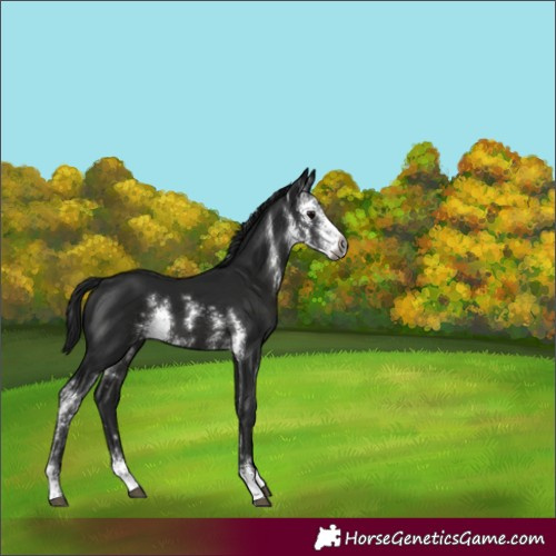 Horse Color:Gray Black Sabino