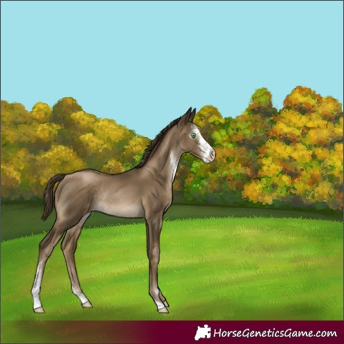Horse Color:Gray Smoky Black Pearl Sabino Rabicano