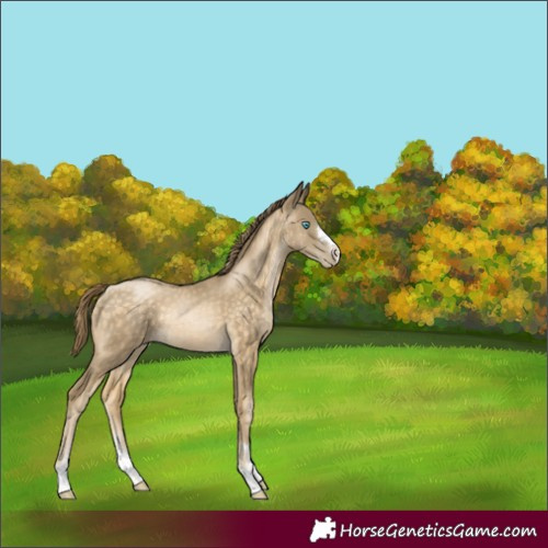 Horse Color:Buckskin Pearl Rabicano