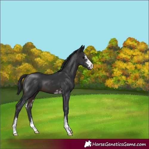 Horse Color:Brown 