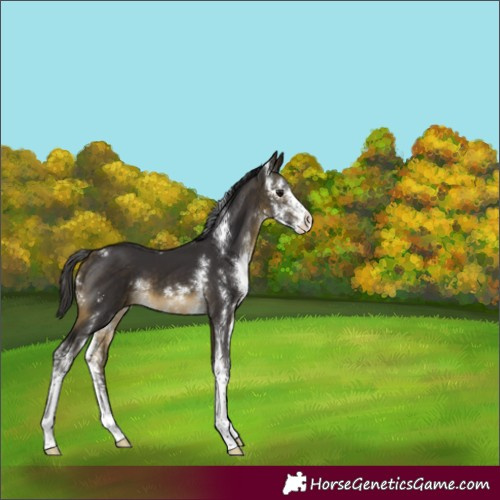 Horse Color:Buckskin Sabino