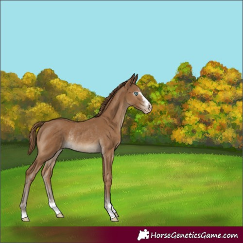 Horse Color:Gray Smoky Creme Rabicano