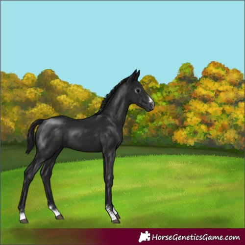 Horse Color:Gray Black