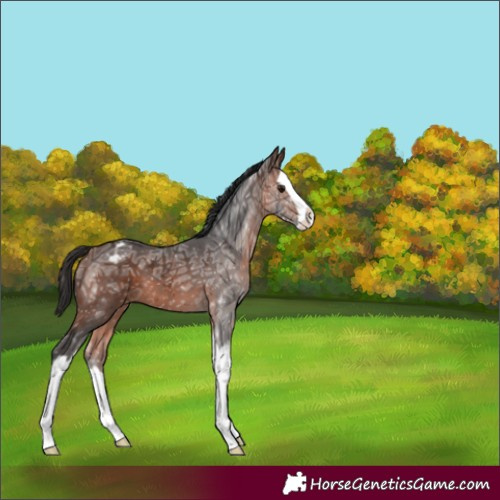 Horse Color:Brown Ice Splash Varnish 