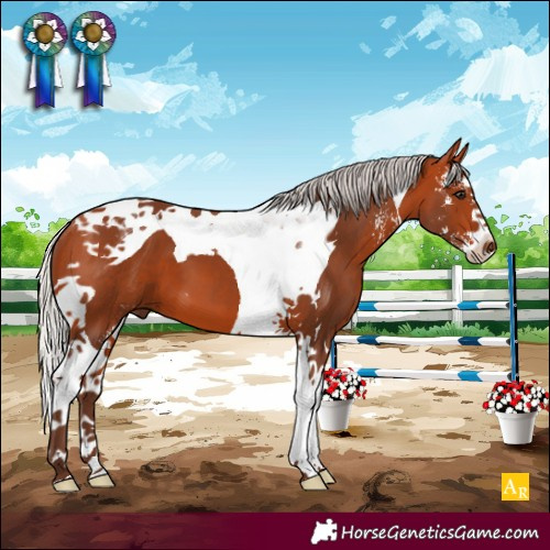 Horse Color:Silver Bay Sabino Tobiano