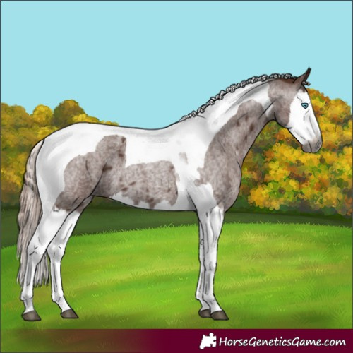Horse Color:Gray Red Roan Splash Tobiano