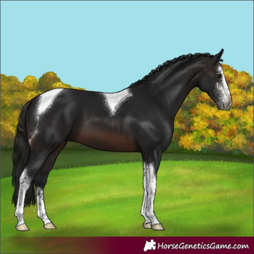 Horse Color:Gray Brown Sabino Tobiano