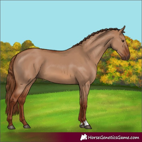 Horse Color:Unknown 