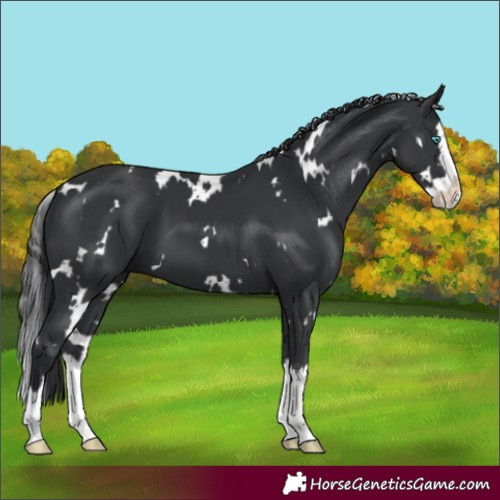 Horse Color:White Spotted Black Splash 