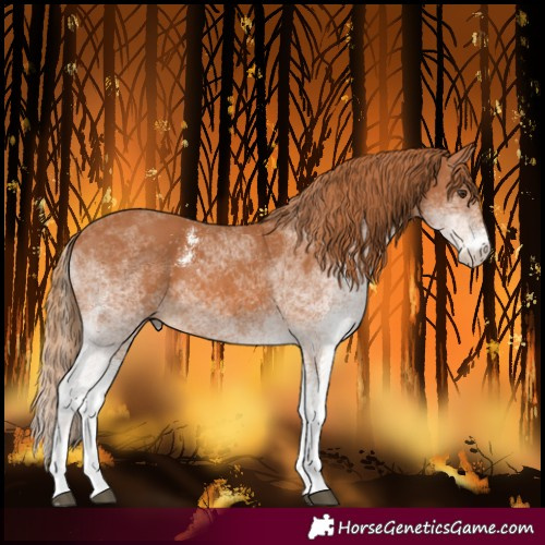 Horse Color:White Spotted Chestnut