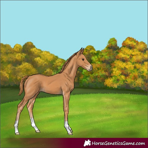 Horse Color:Chestnut 