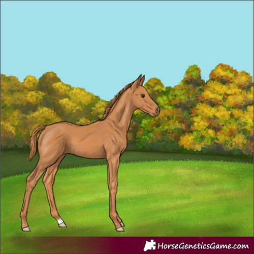 Horse Color:Chestnut 