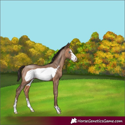 Horse Color:Sable Champagne Sabino Frame 