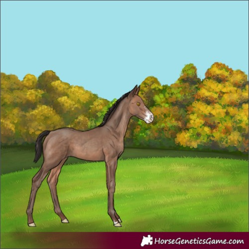 Horse Color:Sable Champagne Sabino 