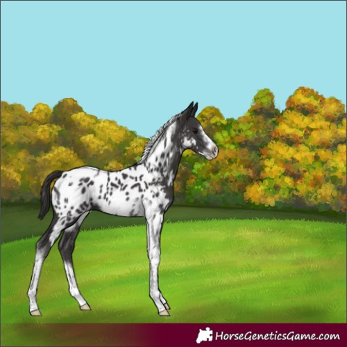 Horse Color:Smoky Black Tobiano Frame Blanket