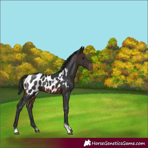 Horse Color:Brown Tobiano Blanket