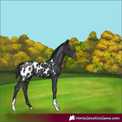 Horse Color:Black Blanket