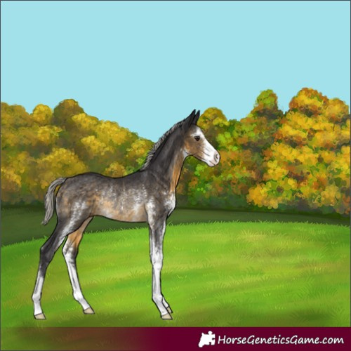 Horse Color:Silver Buckskin Sabino Rabicano
