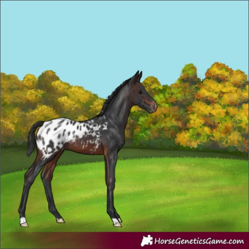 Horse Color:Brown Blanket