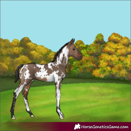 Horse Color:White Spotted Brown Dun
