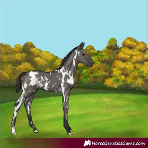 Horse Color:White Spotted Grullo