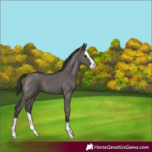 Horse Color:Grullo Splash Varnish