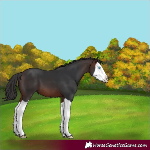 Horse Color:Brown Splash