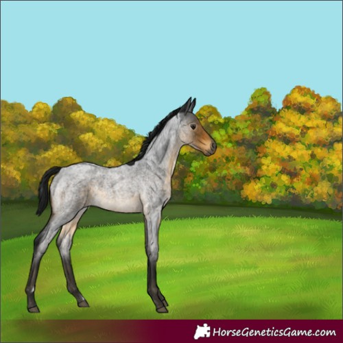Horse Color:Gray Buckskin Roan Rabicano 