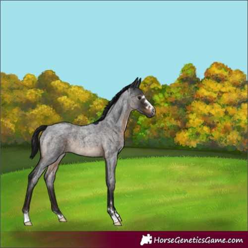Horse Color:Gray Brown Roan