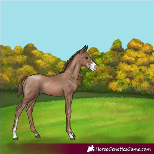 Horse Color:Black Pearl Sabino