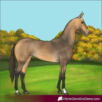 Horse Color:Buckskin