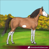 Horse Color:Bay Splash Frame