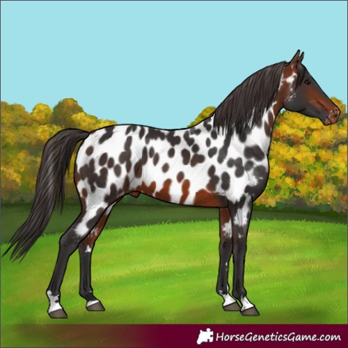 Horse Color:Bay Near Leopard 