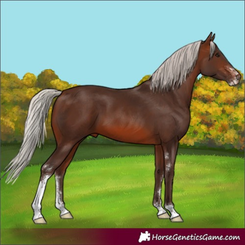 Horse Color:Silver Brown Sabino 