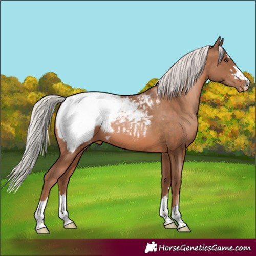 Horse Color:Silver Brown Pearl Snowcap 