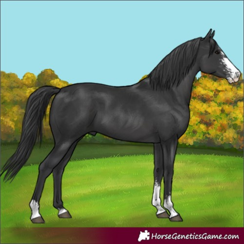 Horse Color:Black Sabino