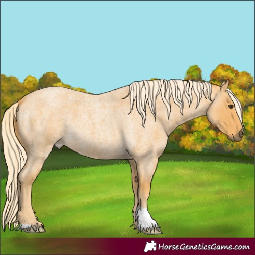 Horse Color:Palomino Roan