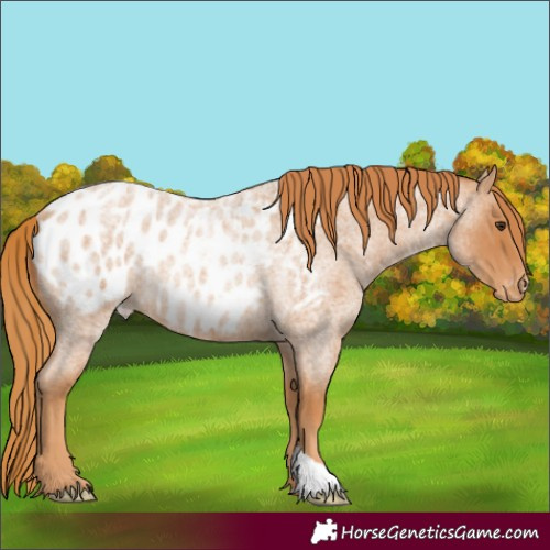 Horse Color:Red Roan Blanket Rabicano 