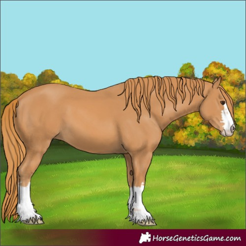 Horse Color:Chestnut 