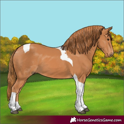 Horse Color:Chestnut Tobiano 