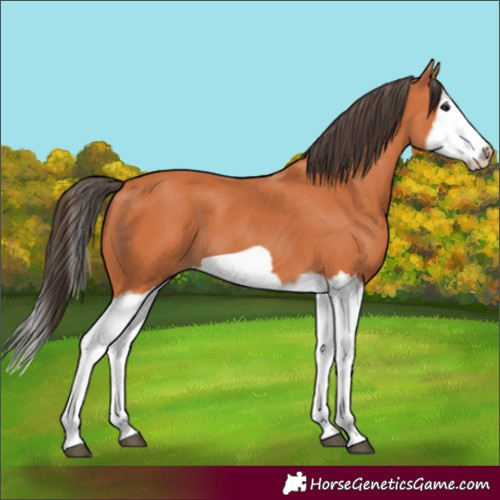 Horse Color:Bay Splash Frame 