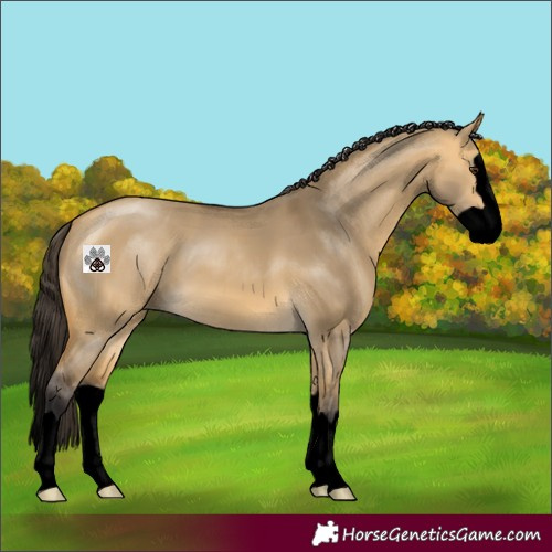 Horse Color:Void Buckskin Dun Splash