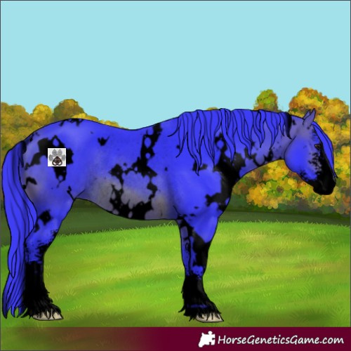 Horse Color:Void Watercolor White Spotted Brown Sabino Rabicano 