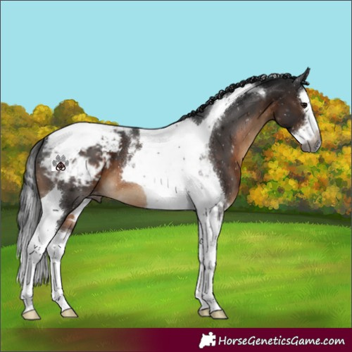 Horse Color:Gray Brown Splash Tobiano Snowcap