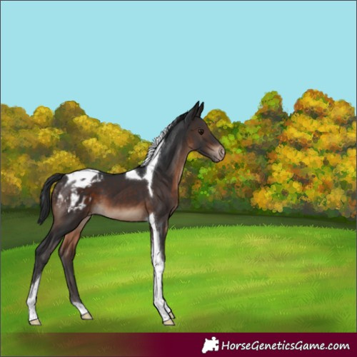 Horse Color:Brown Tobiano Blanket