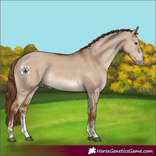 Horse Color:Red Dun Sabino 