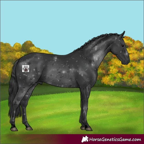 Horse Color:Void Black Rabicano
